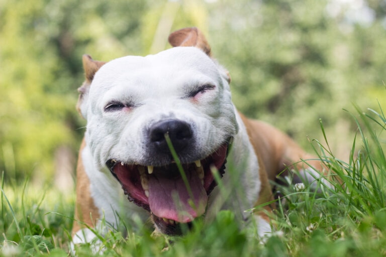Echinacea has not been studied extensively in dogs. It is sometimes recommended to reduce symptoms of upper respiratory infection.
