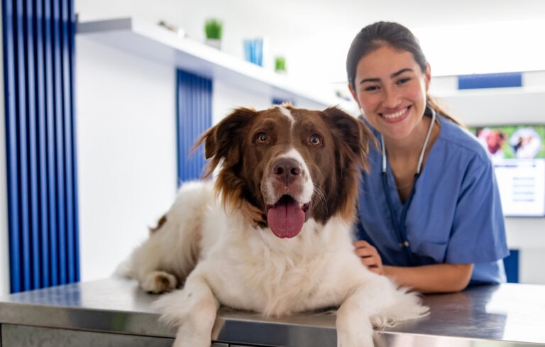 DL-Methionine is prescribed by vets to aid in the treatment of bladder stones.