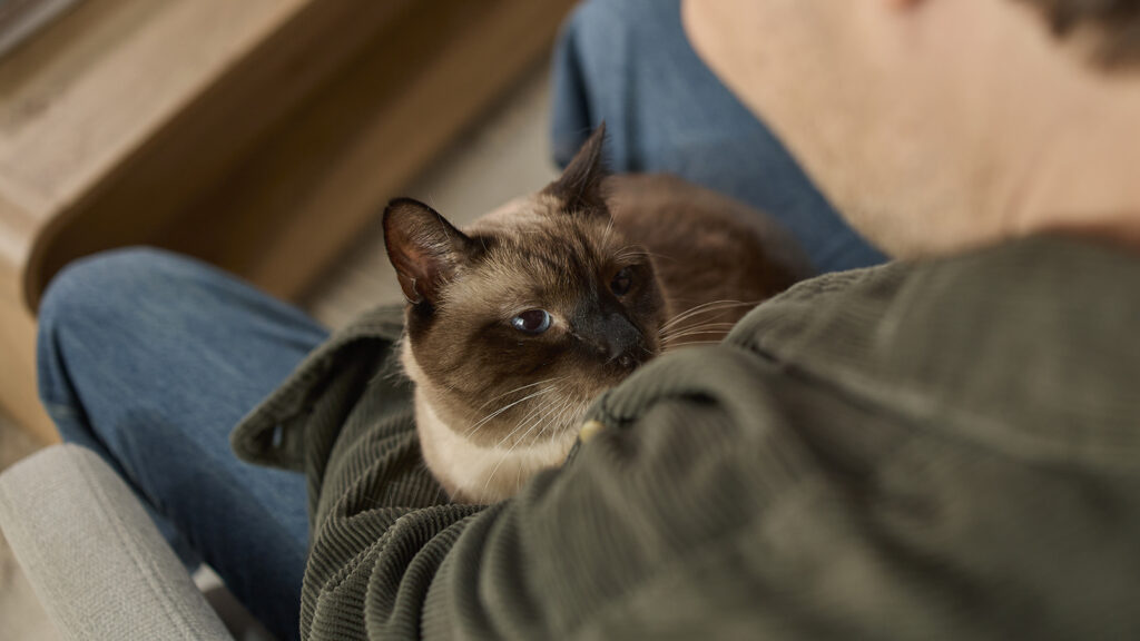 how to help keep a cat calm and safe during fireworks