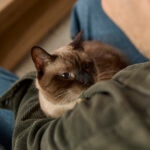 How To Help Keep Cats Calm and Safe During Fireworks