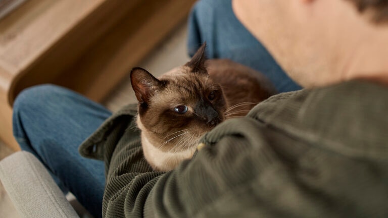 how to help keep a cat calm and safe during fireworks
