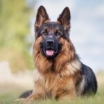 German Shepherd vs. Rottweiler