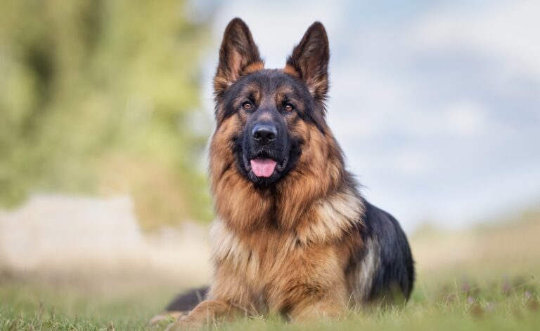 A German shepherd dog lying in the grass