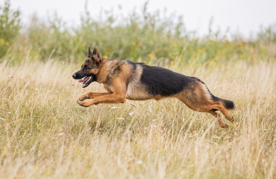 German shepherd dashing through a field