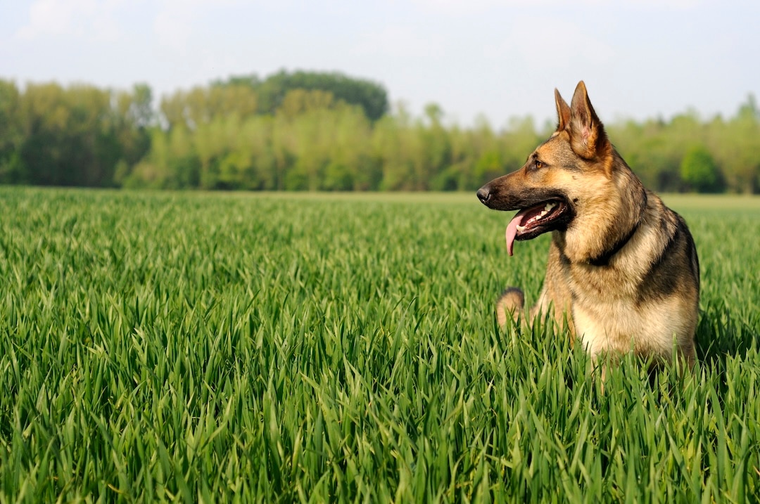 Side profile of a German shepherd in tall grass.