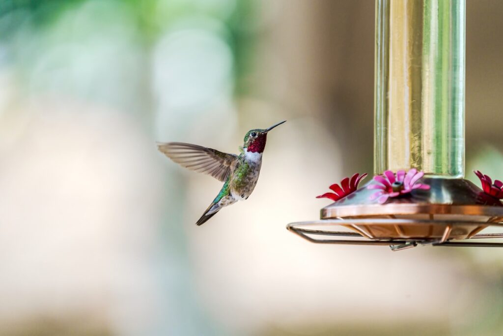 A hummingbird hovers in front of a hummingbird feeder. Learn how to keep ants out of a hummingbird feeder.