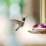How To Keep Ants Out of Hummingbird Feeders