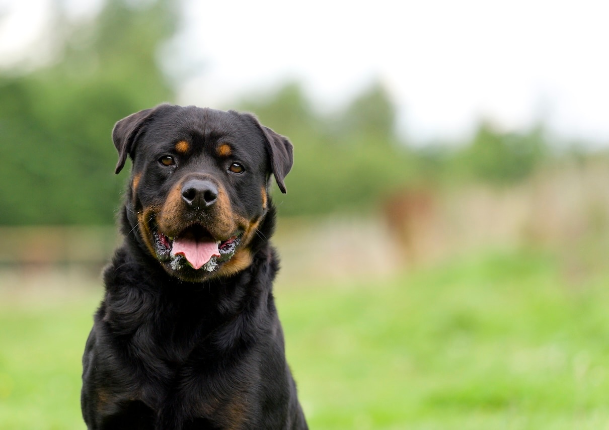 A portrait in shallow focus of a Rottweiler sitting in a field