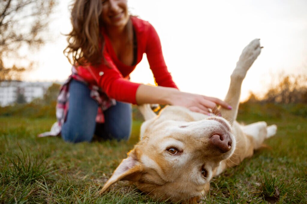 how do dogs get fleas; woman rubs dog’s belly on grass looking for fleas