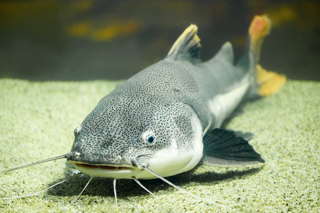 red tailed catfish in an aquarium