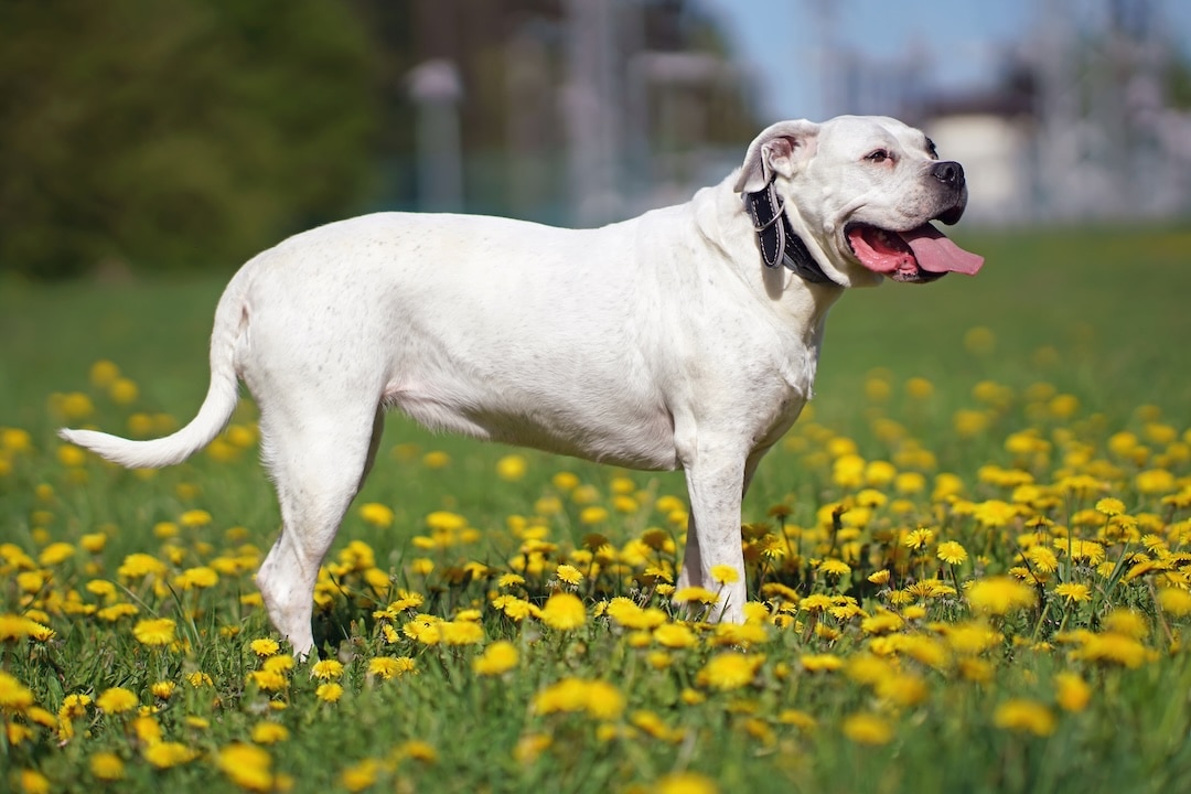 A Dogo Argentino dog with a black collar posing outdoors