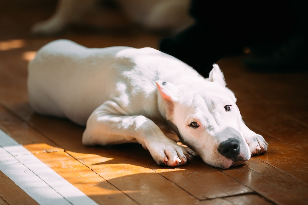 A white Dogo Argentino lying on the ground