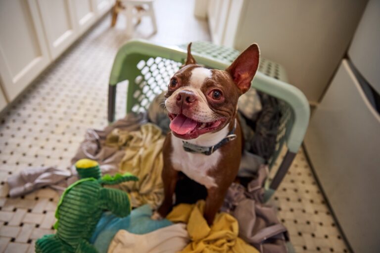 A brown Boston Terrier, a flat-faced dog breed, sitting in an overturned laundry basket