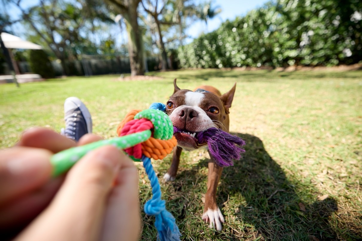 A brown Boston Terrier, a flat-faced dog, playing tug at a park