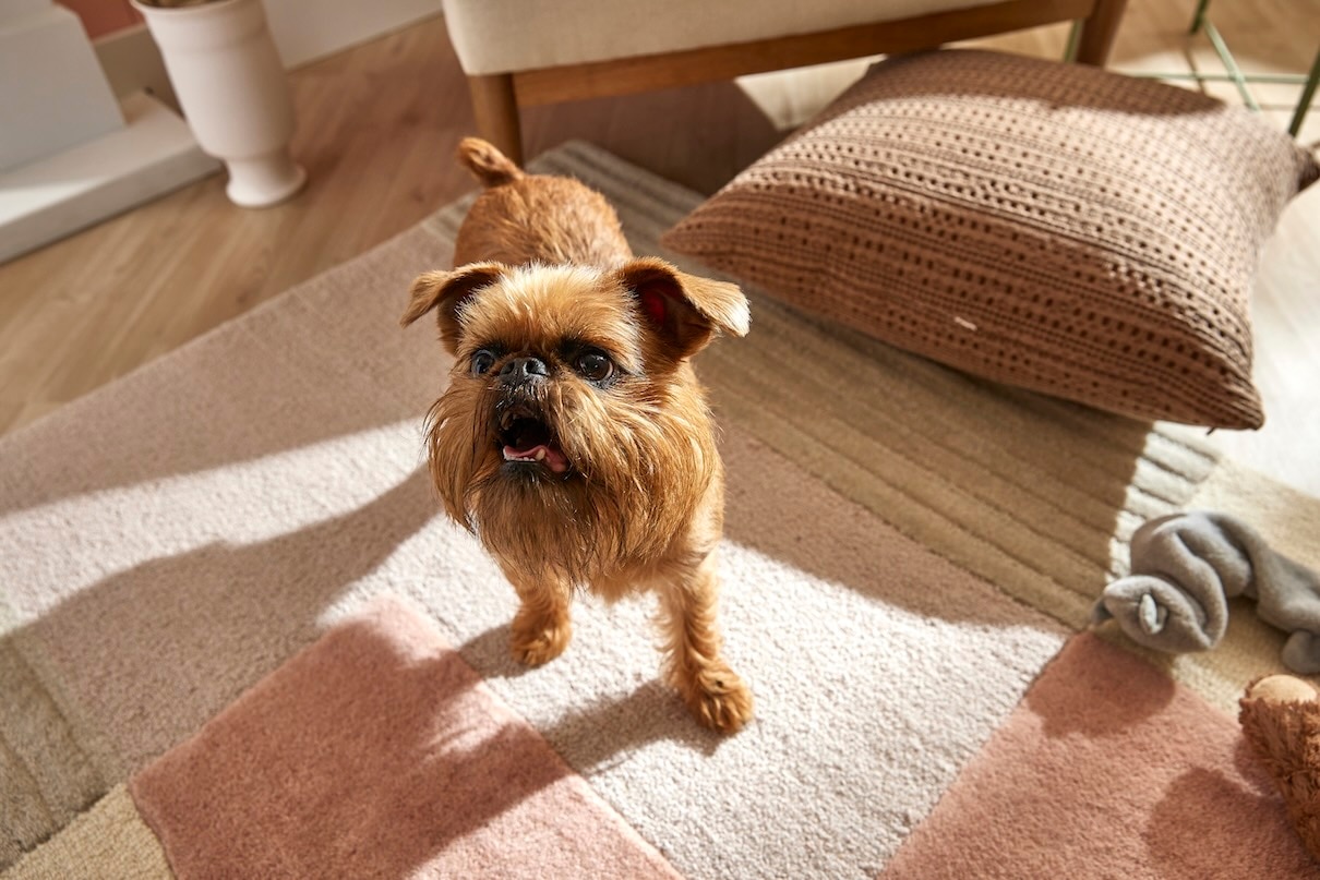 A brown Brussels Griffon, a flat-faced dog, standing in a living room