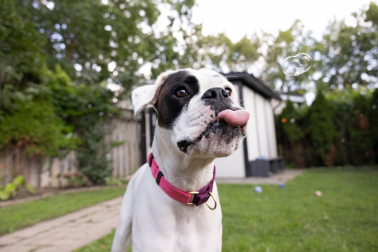 A white Boxer, a flat-faced dog, licking his lips outside