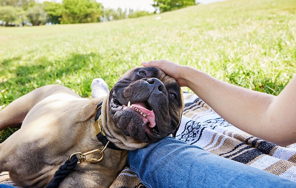 A Bullmastiff, a flat-faced dog, lying in a woman's lap in a park