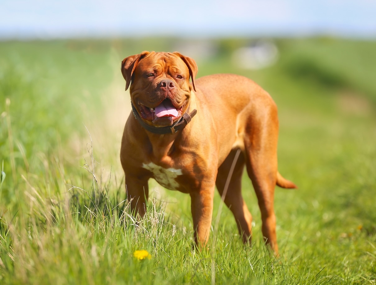 A Dogue de Bordeaux, a flat-faced dog breed, standing in a field