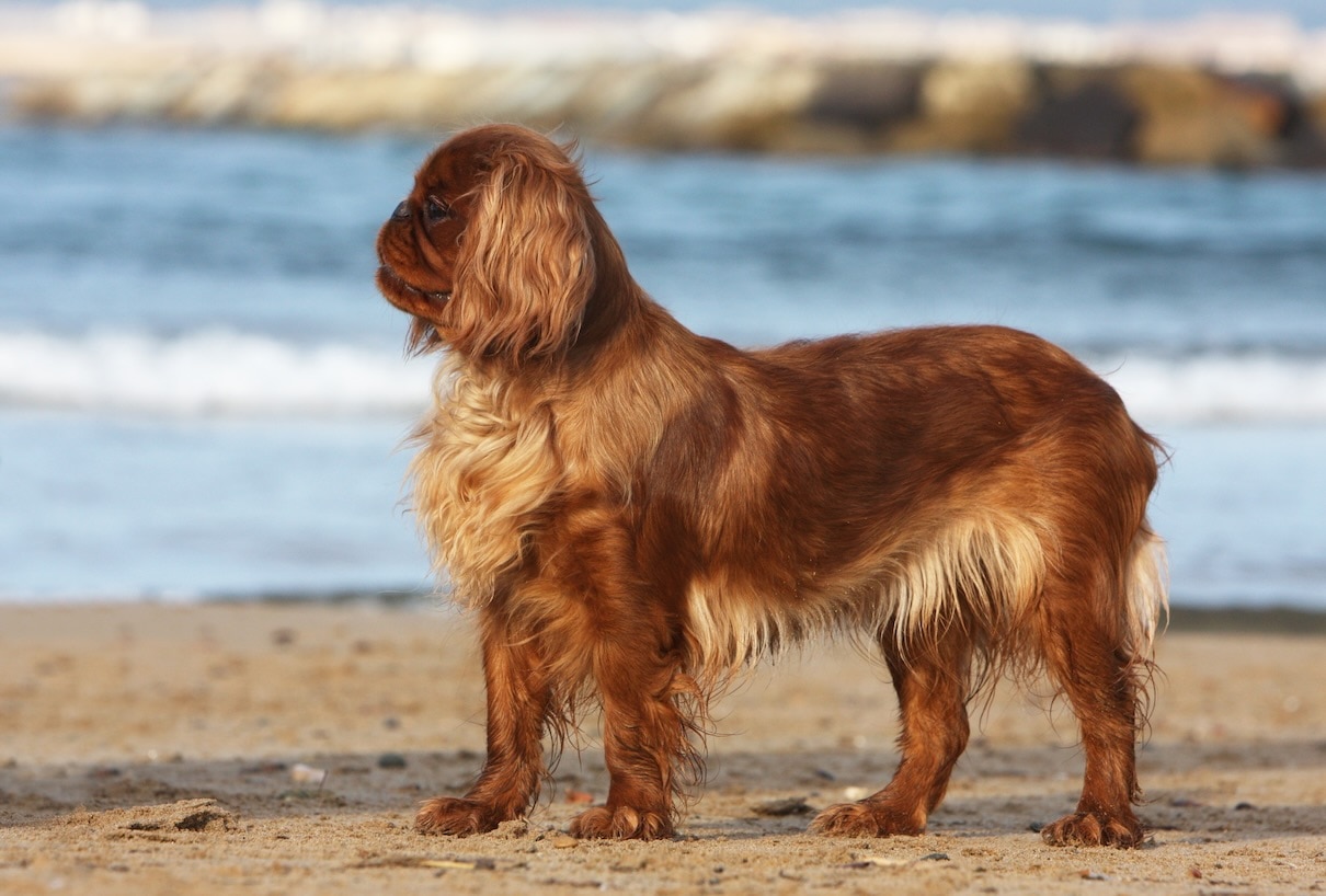 A red English Toy Spaniel, a flat-faced dog breed, standing on a beach