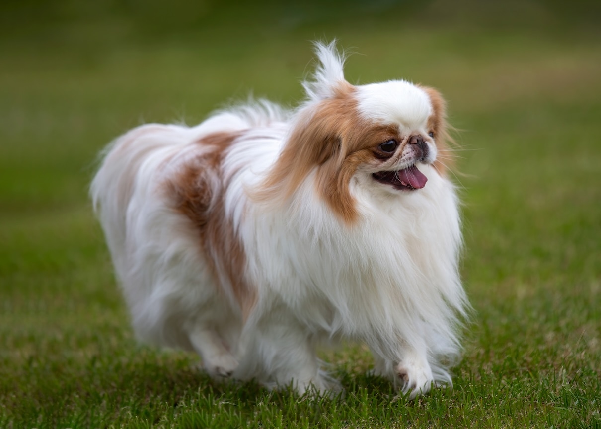 A white and tan Japanese Chin dog running over grass