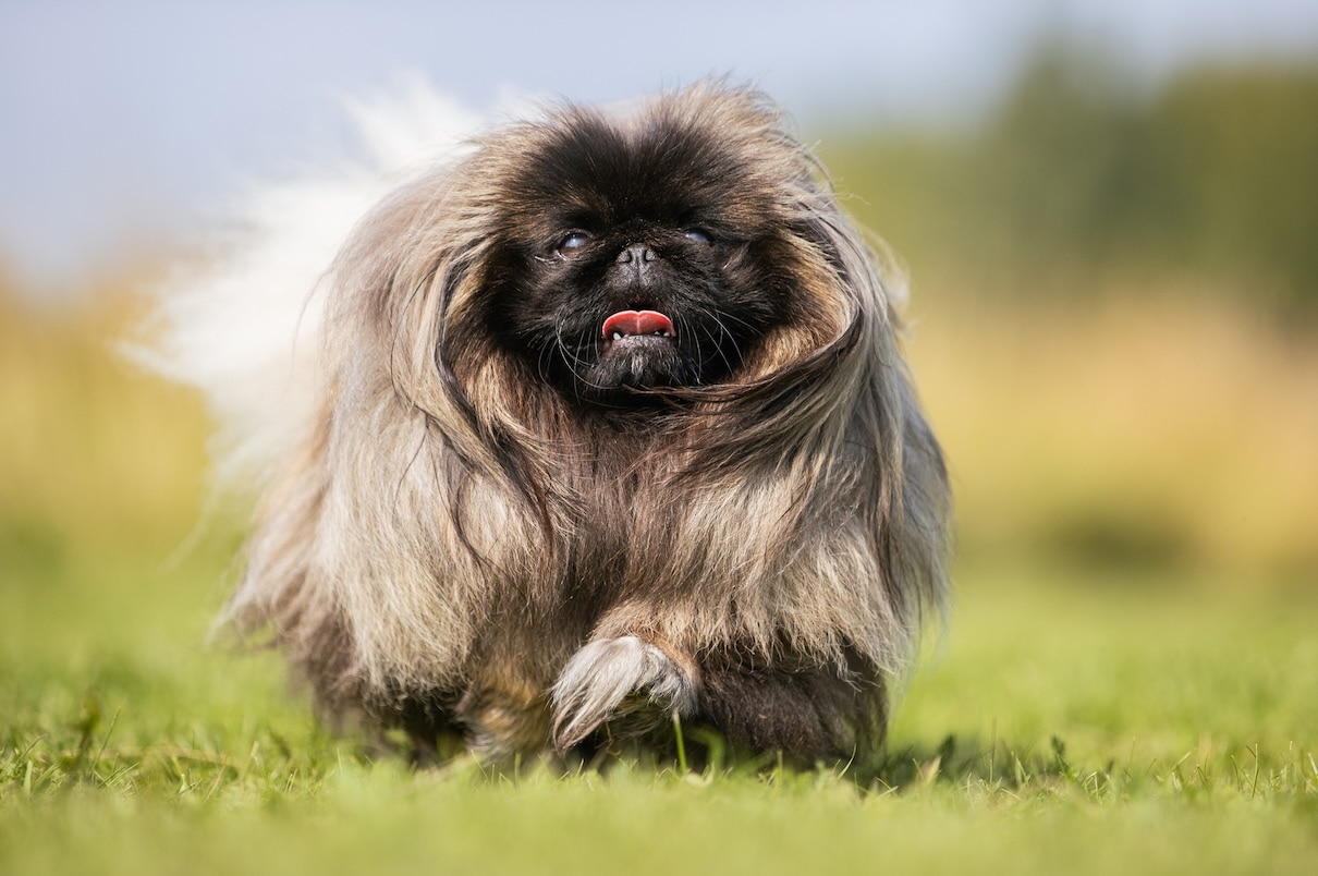 A Pekingese, a flat faced dog, running through grass