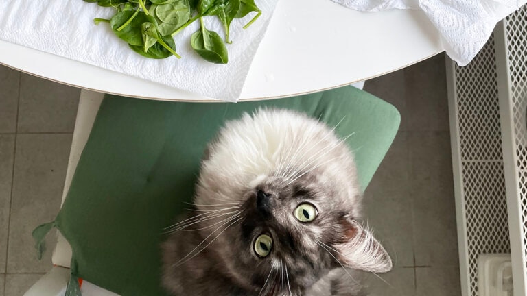 can cats eat spinach
