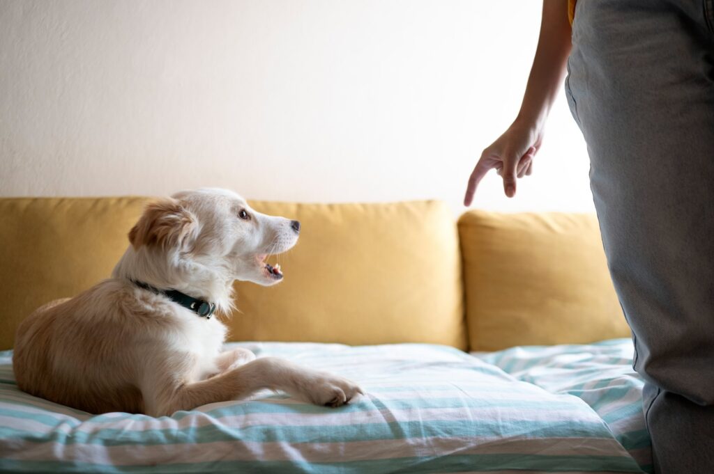 dog showing whites of their eyes as a signal for space from owner.