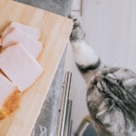 Can Cats Eat Ham?