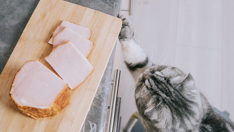 Cat reaching for ham.