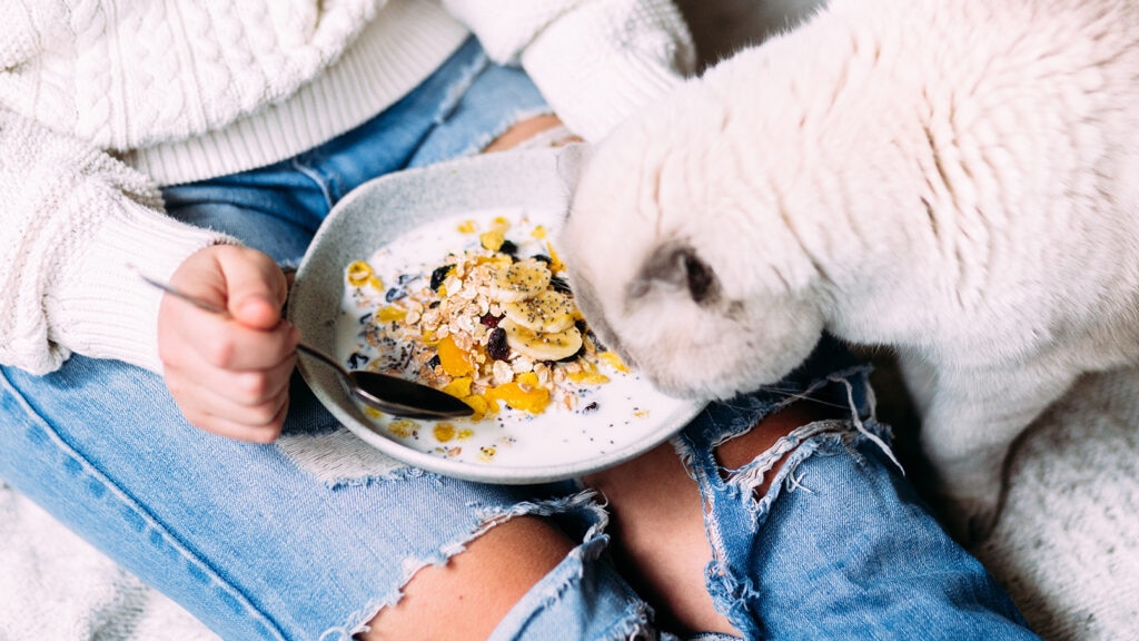 Cat eating food.