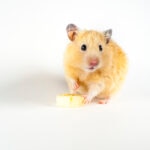 Can Hamsters Eat Bananas?