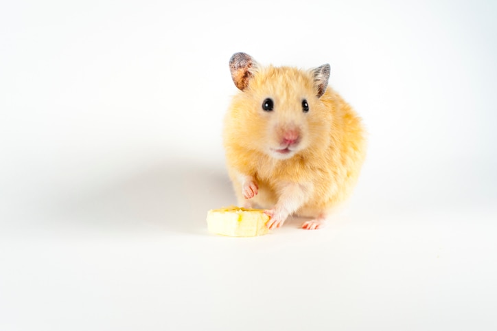 A reddish-brown Syrian hamster sets his paw on a piece of banana and stares at the camera.