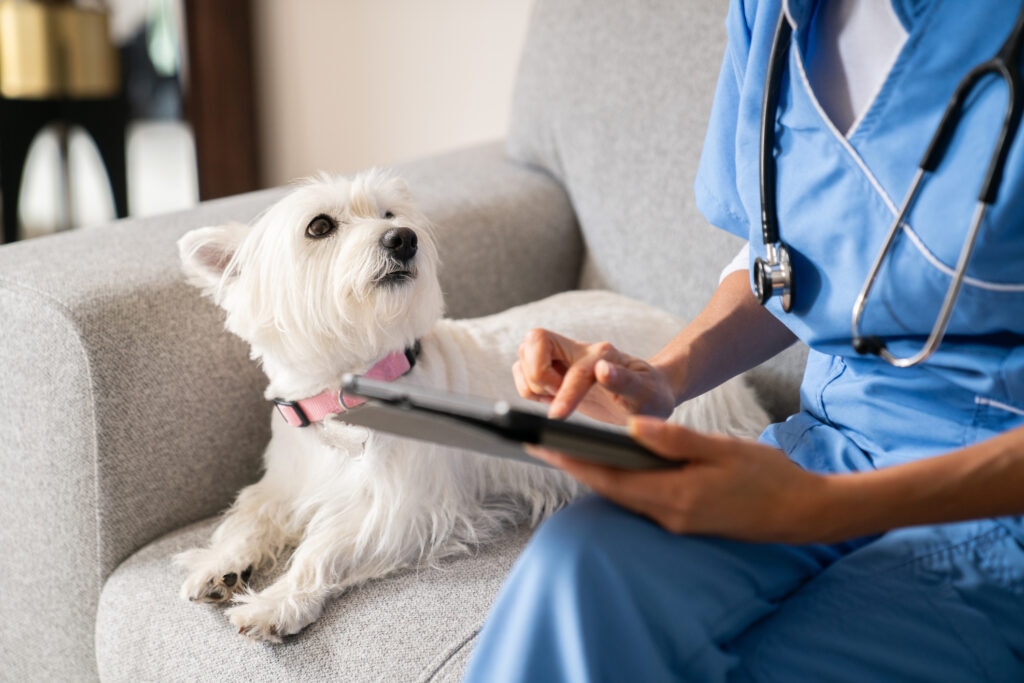 shaker syndrome in dogs; a Westie looks up at their veterinarian.