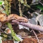 Boa Constrictor Care Sheet