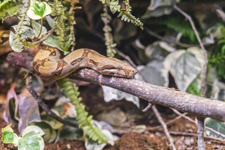boa constrictor in habitat sitting on a branch