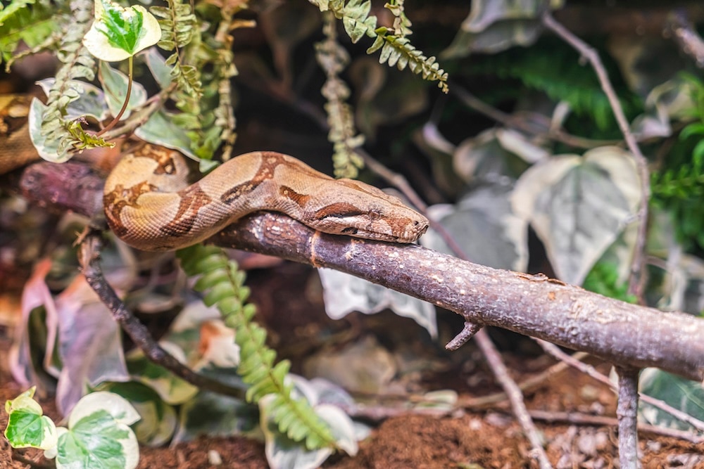 boa constrictor in habitat sitting on a branch