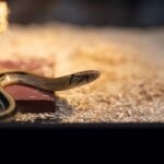 Colubrid Snake Care Sheet
