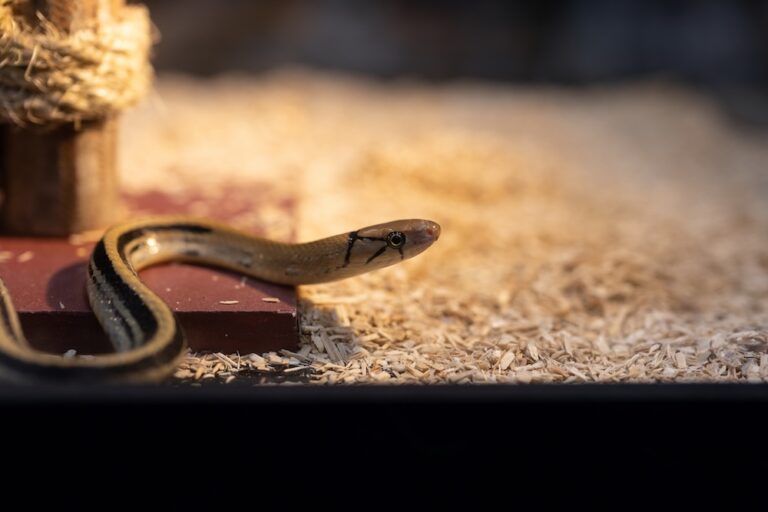 rat snake in enclosure