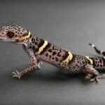 Chinese Cave Gecko Care Sheet