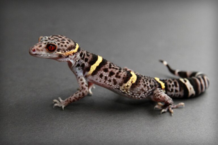 Chinese Cave Gecko up close