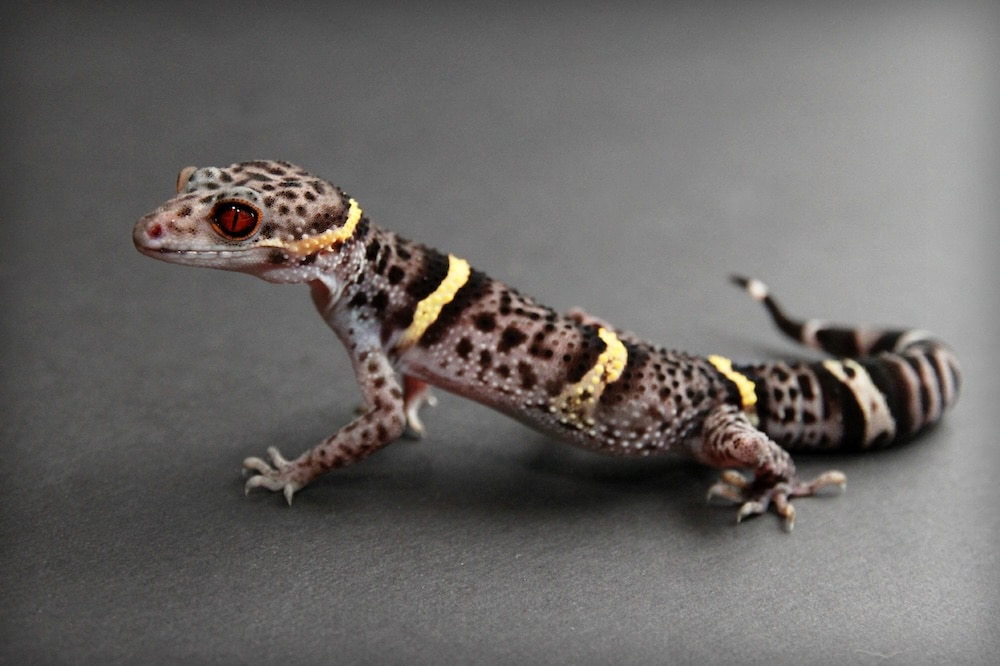 Chinese Cave Gecko up close
