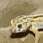 Frog-Eyed Gecko Care Sheet