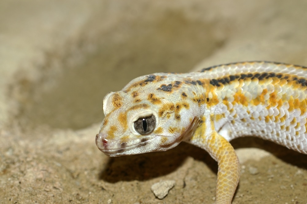 frog-eyed gecko up close