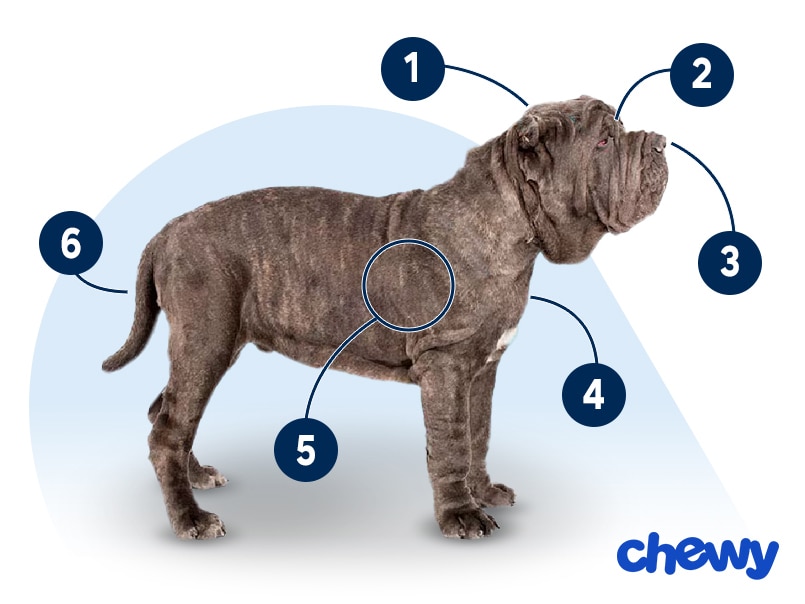 Photo of a Neapolitan Mastiff
