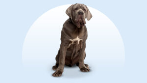 Neapolitan Mastiff