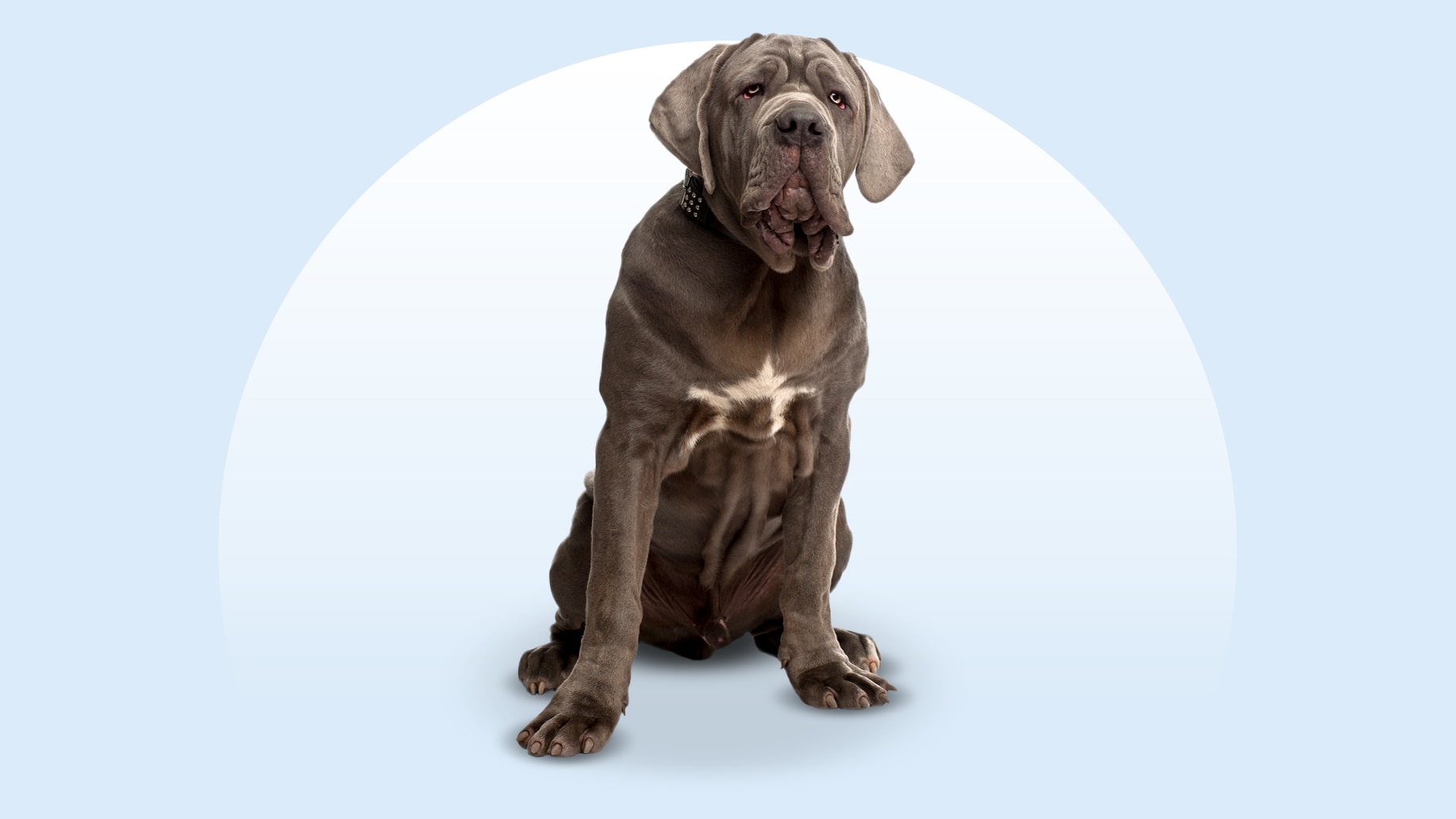 A Neapolitan Mastiff sitting on an isolated blue background