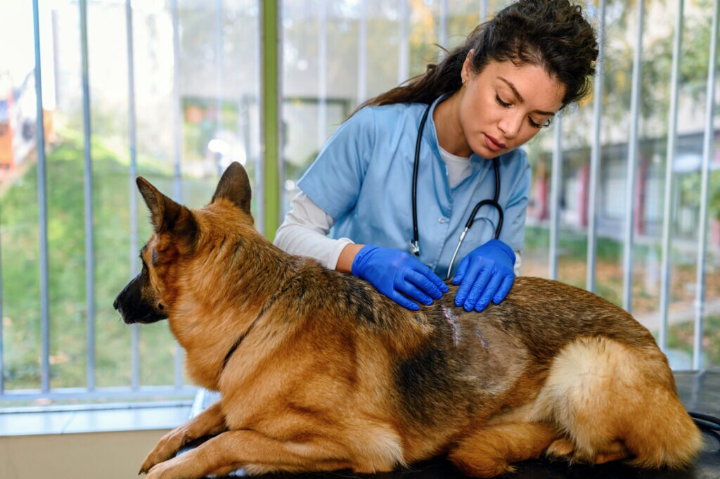 botflies in dogs; a veterinarian examines a dog’s skin.