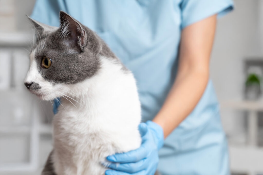 collapsed trachea in cats; a cat is examined at veterinarian office.