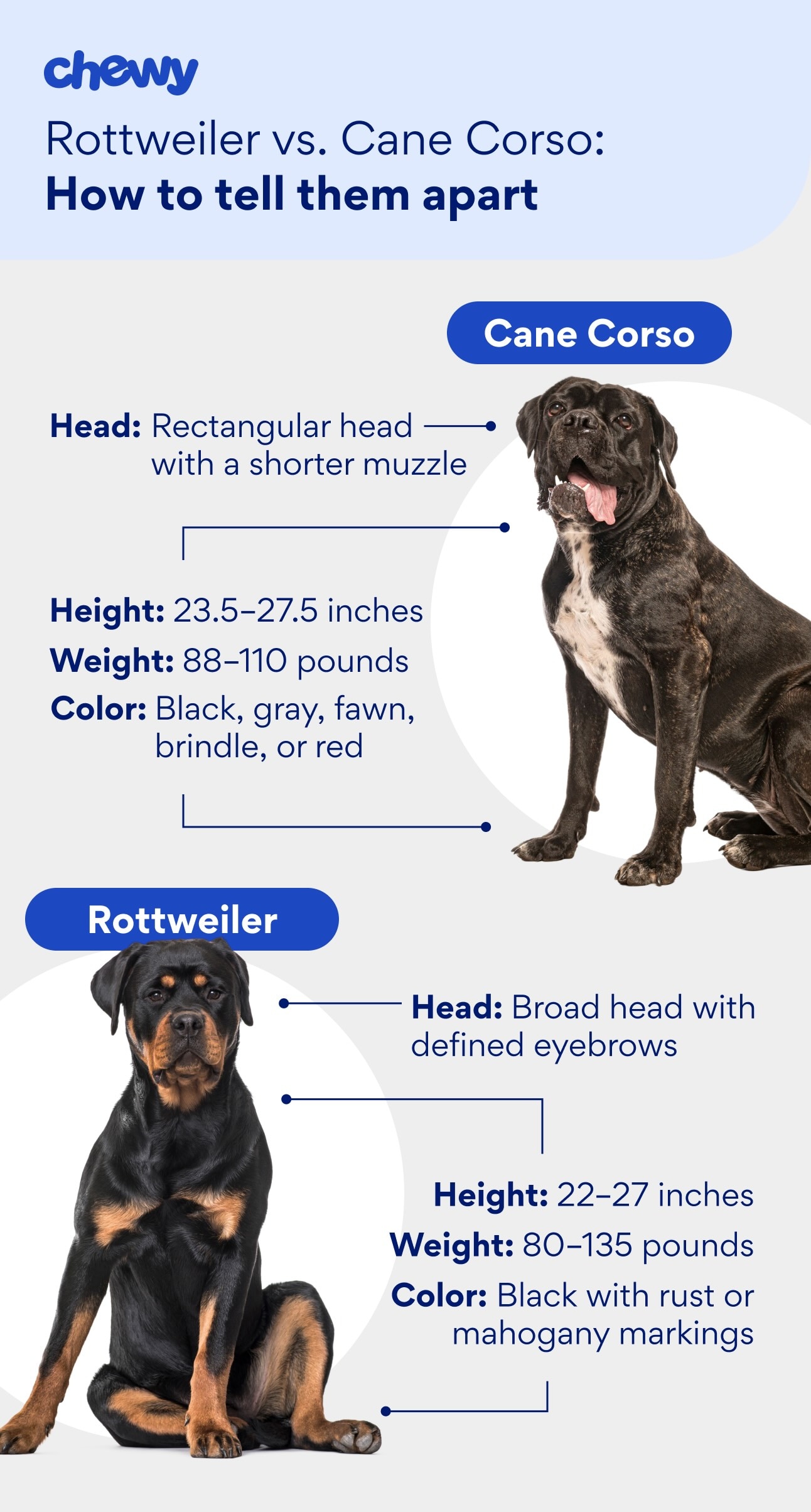 Graphic showing the differences between a Cane Corso and a Rottweiler