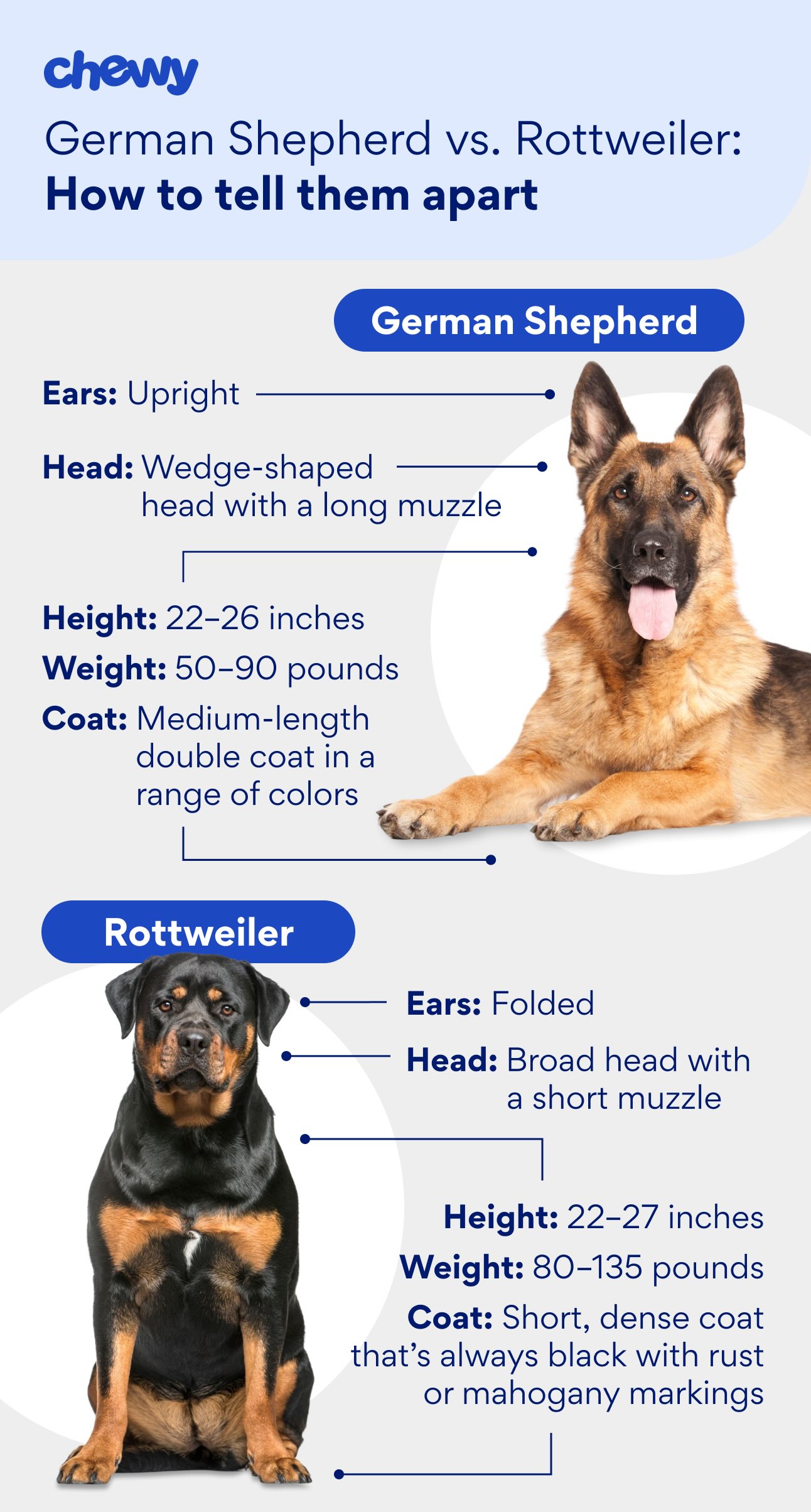 Graphic comparing a German Shepherd and a Rottweiler
